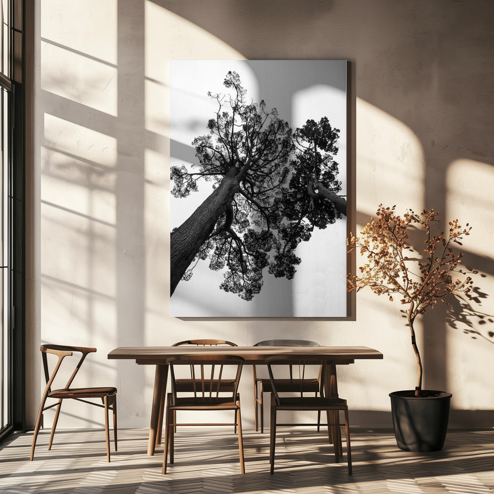 Towering Pines | Canvas