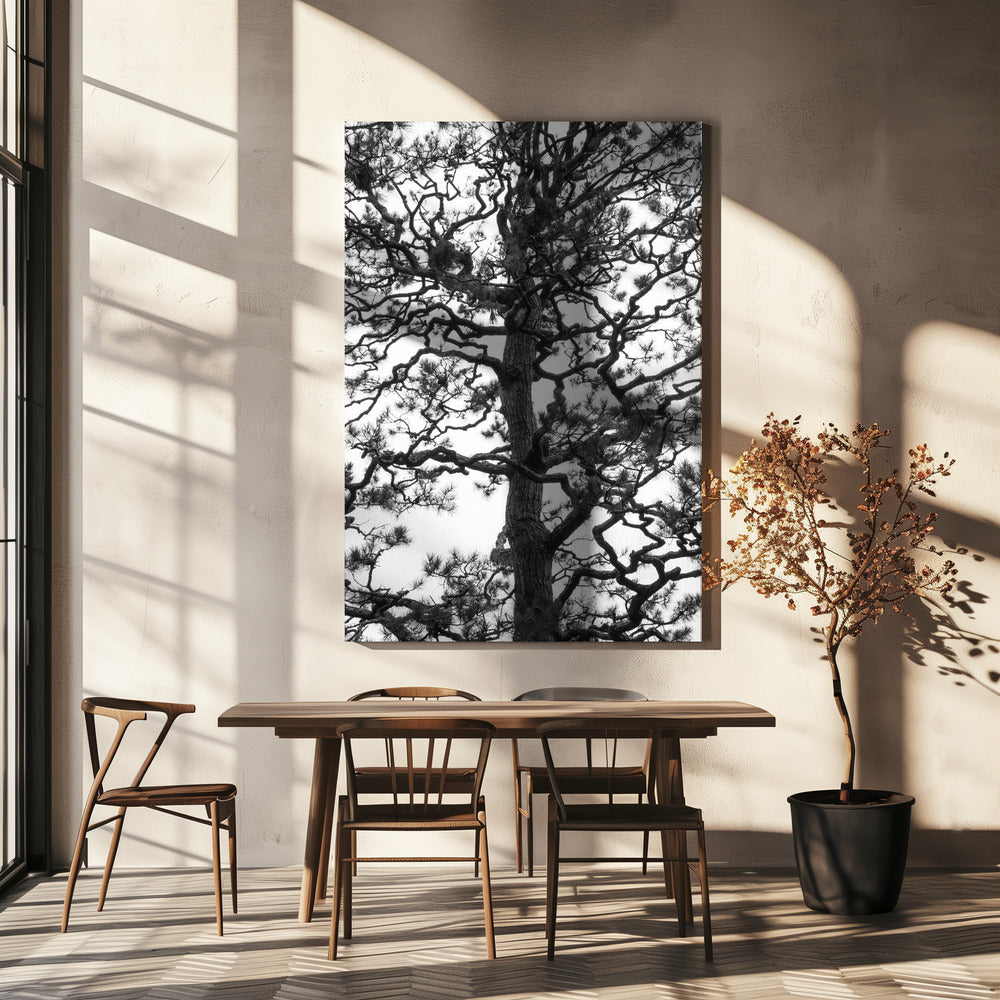 Twisting Tree Silhouette | Canvas