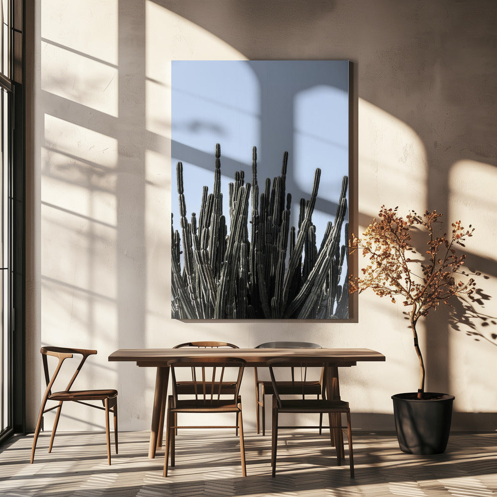 Cactus Symphony | Canvas