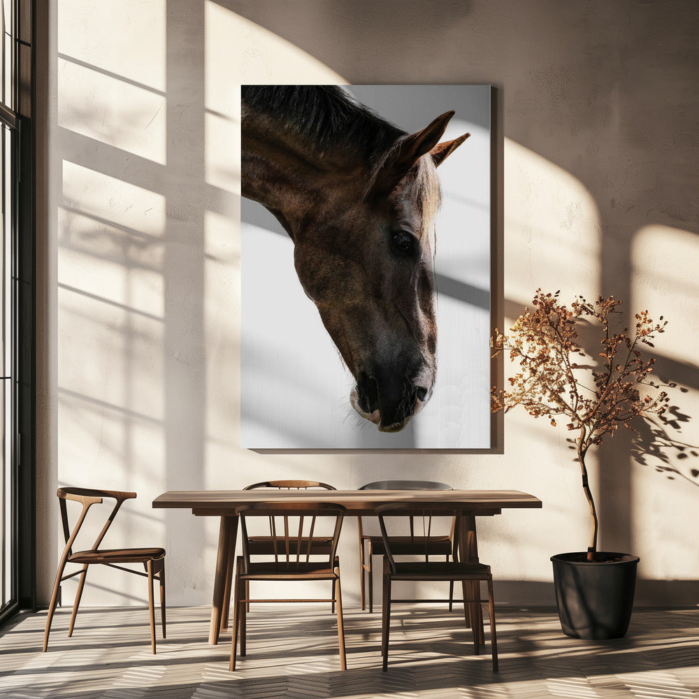 Majestic Equine Gaze | Canvas