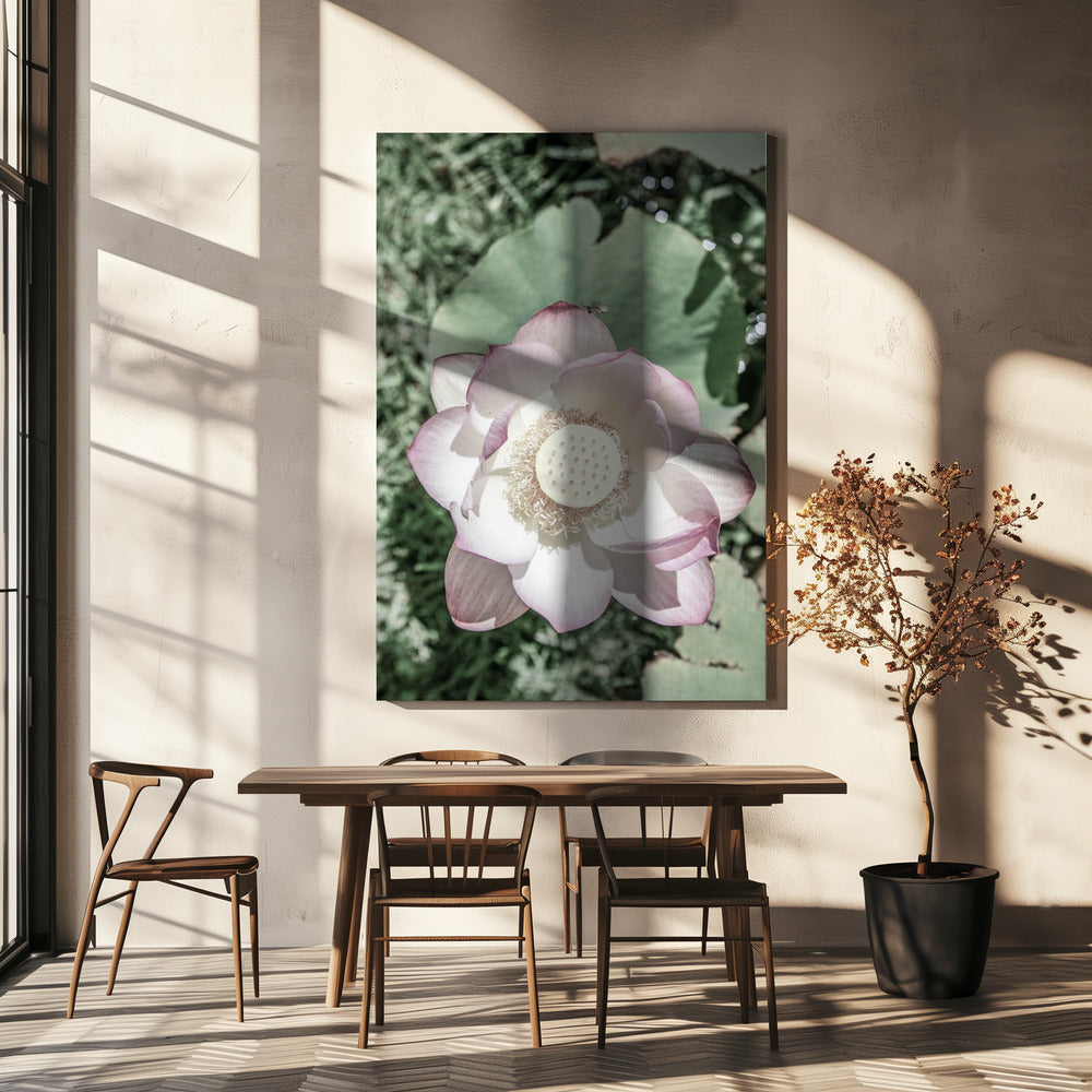 Lotus Serenity | Canvas