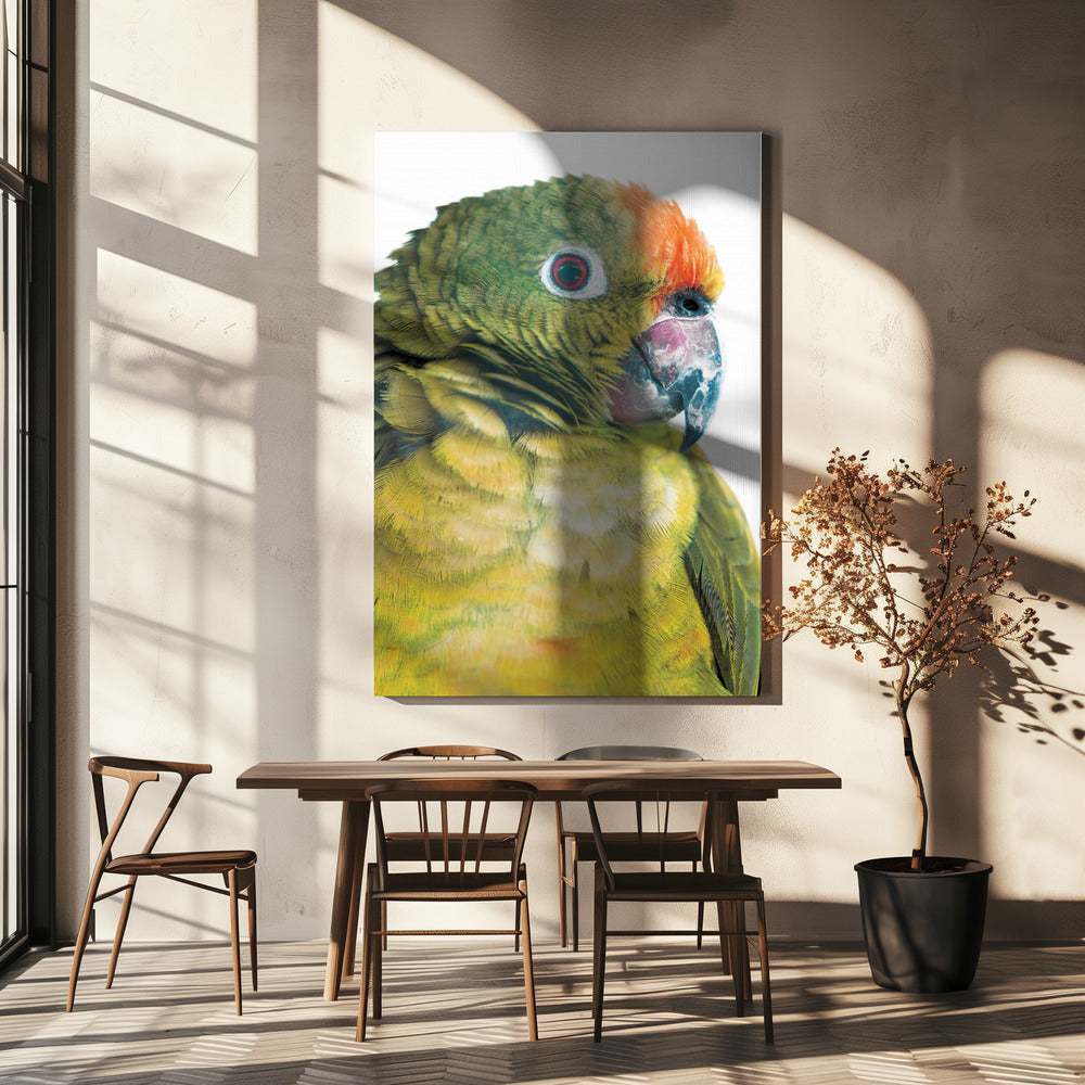 Vibrant Parrot Glance | Canvas