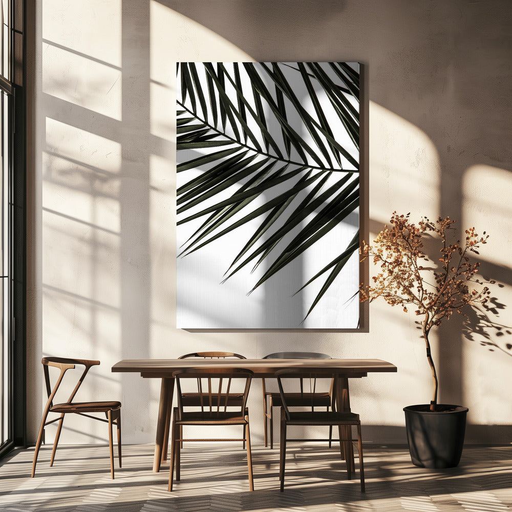 Frond Shadows | Canvas