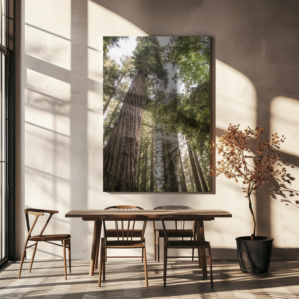 Towering Redwoods | Canvas