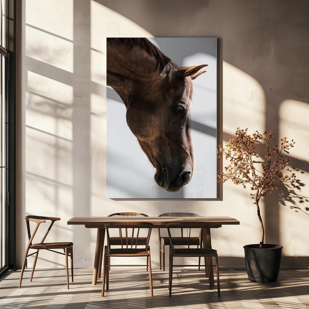 Portrait of a Horse Head | Canvas