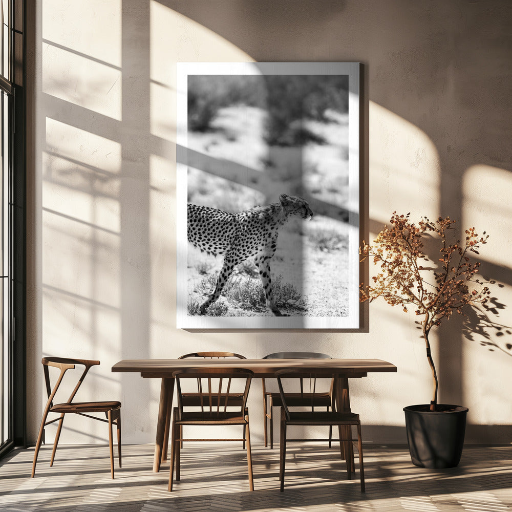 A Cheetah Walking | Canvas
