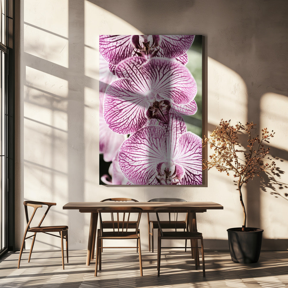 Tiger Blooms | Canvas
