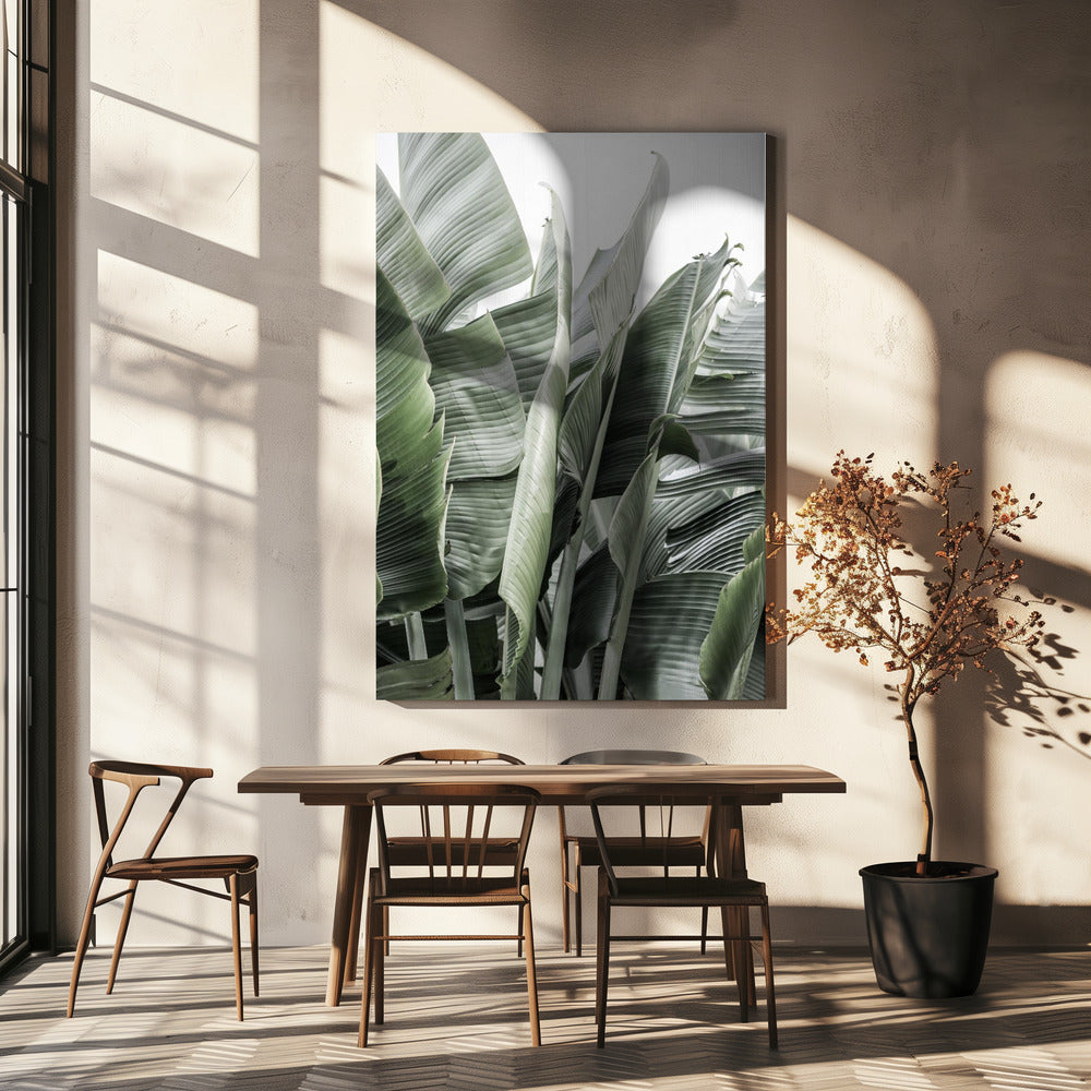 Banana Leaves In Soft Lighting | Canvas