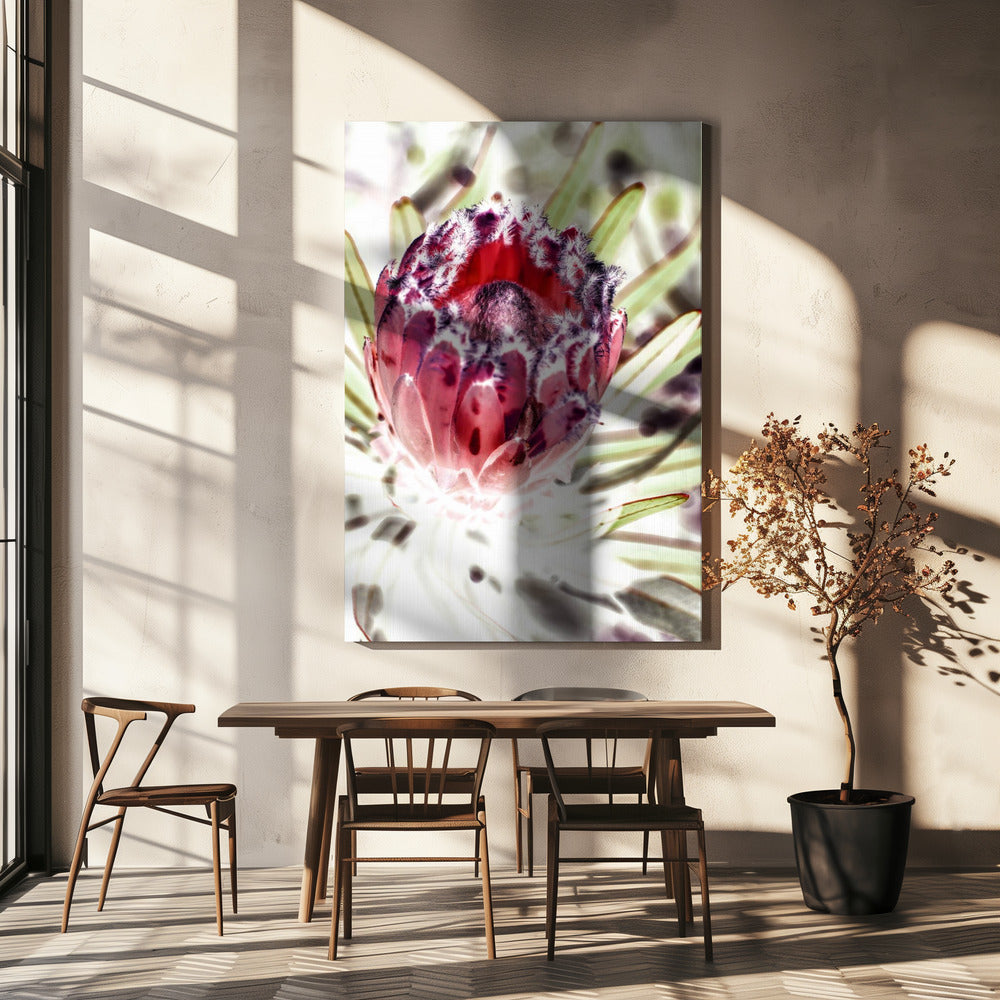 Blooming Protea Flower | Canvas