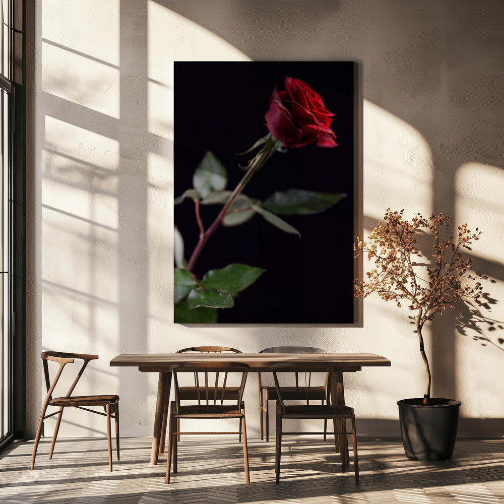 red rose | Canvas