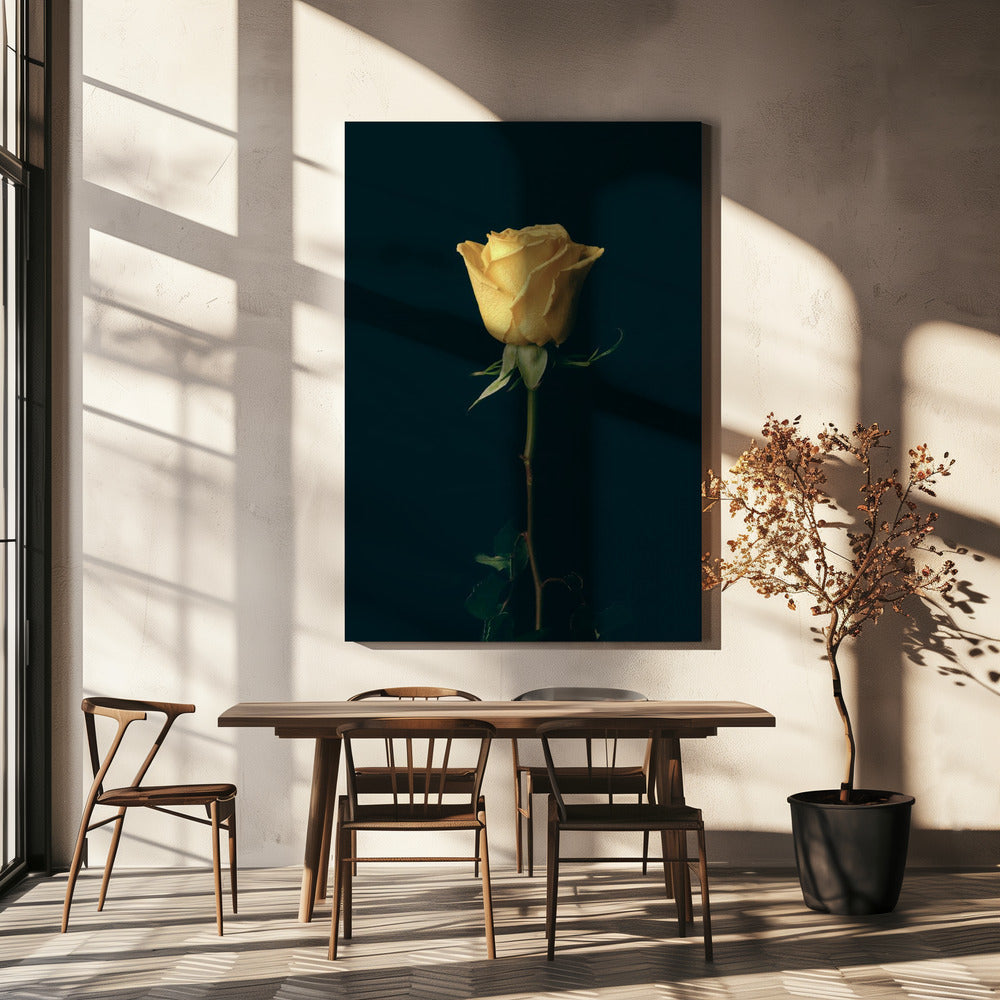 yellow rose | Canvas