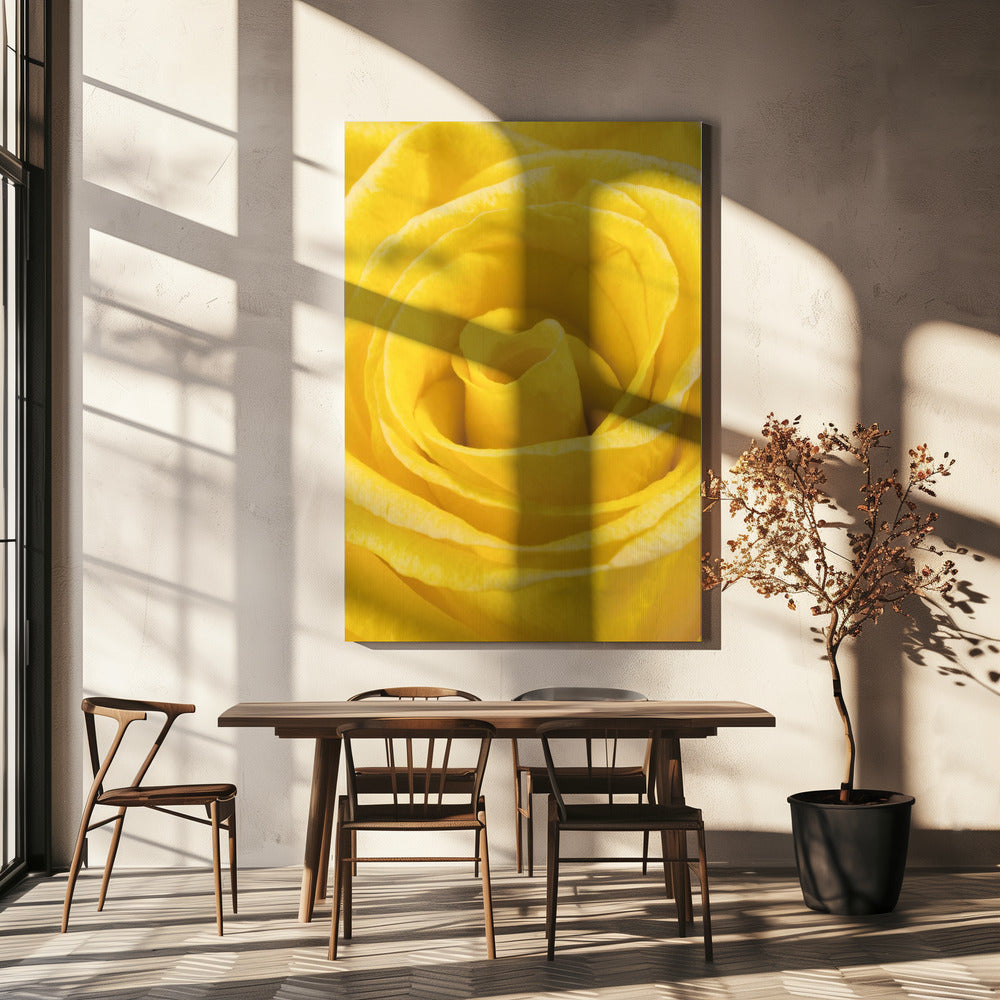 yellow rose | Canvas