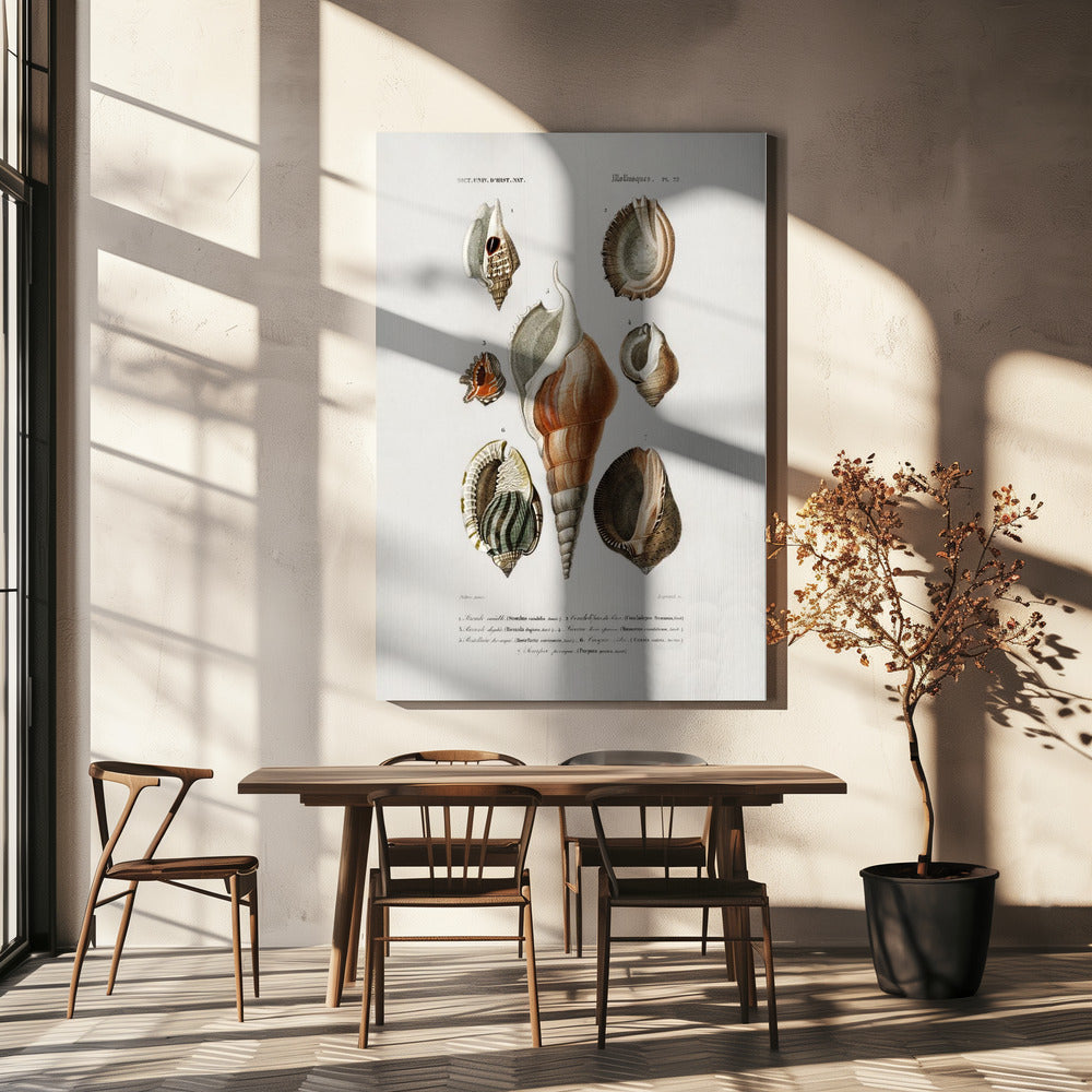 Different Types of Mollusks | Canvas