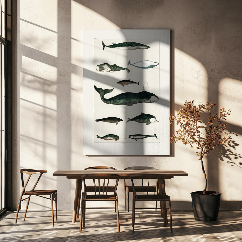 Vintage Whale Poster | Canvas
