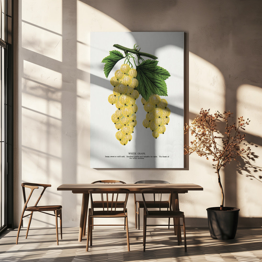 White Grape Lithograph | Canvas