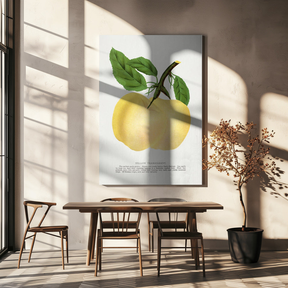 Yellow Transparent Apple Lithograph | Canvas