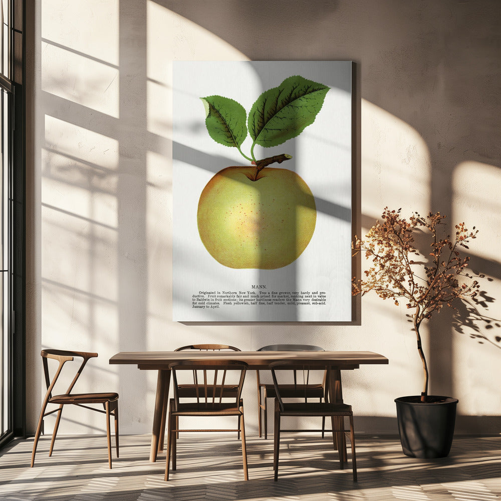 Mann Apple Lithograph | Canvas