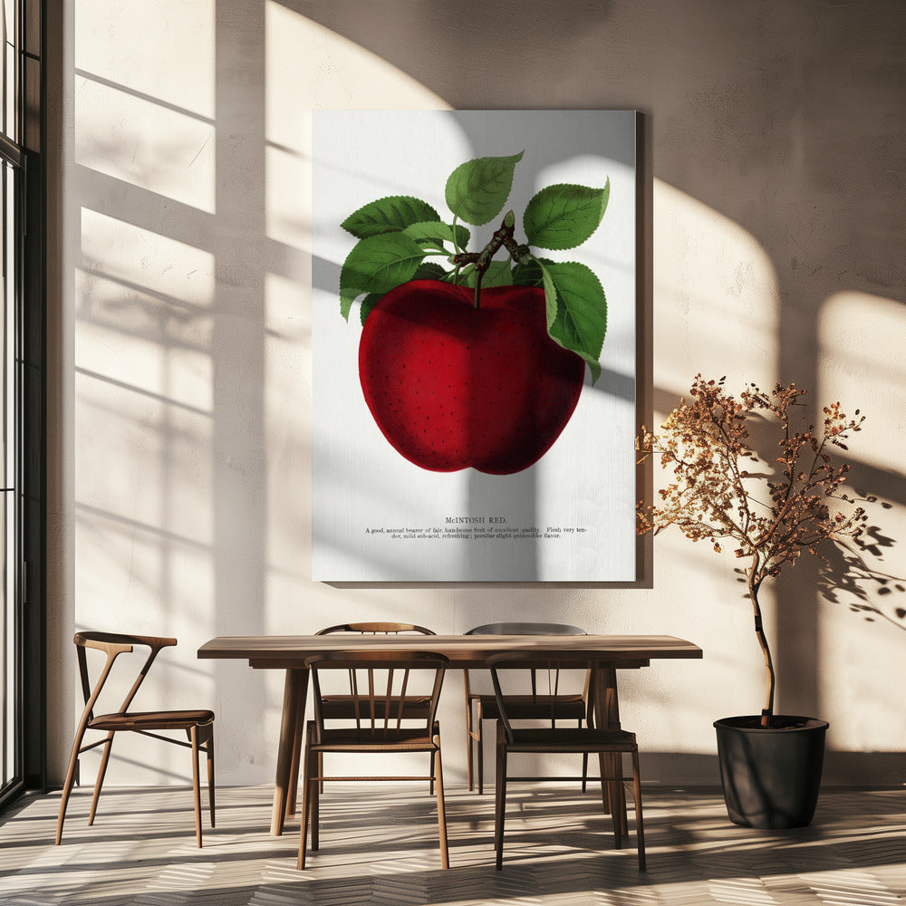 Mcintosh Red Apple Lithograph | Canvas
