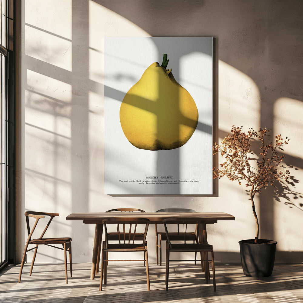 Meech's Prolific Pear Lithograph | Canvas