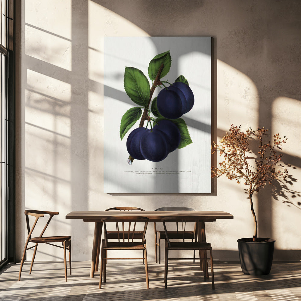 Niagara Plum Lithograph | Canvas