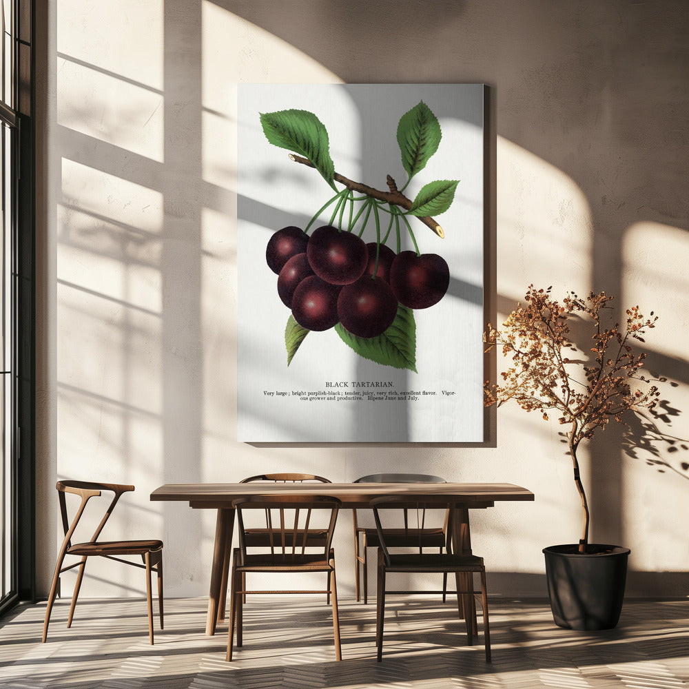 Black Tartarian Cherry Lithograph | Canvas