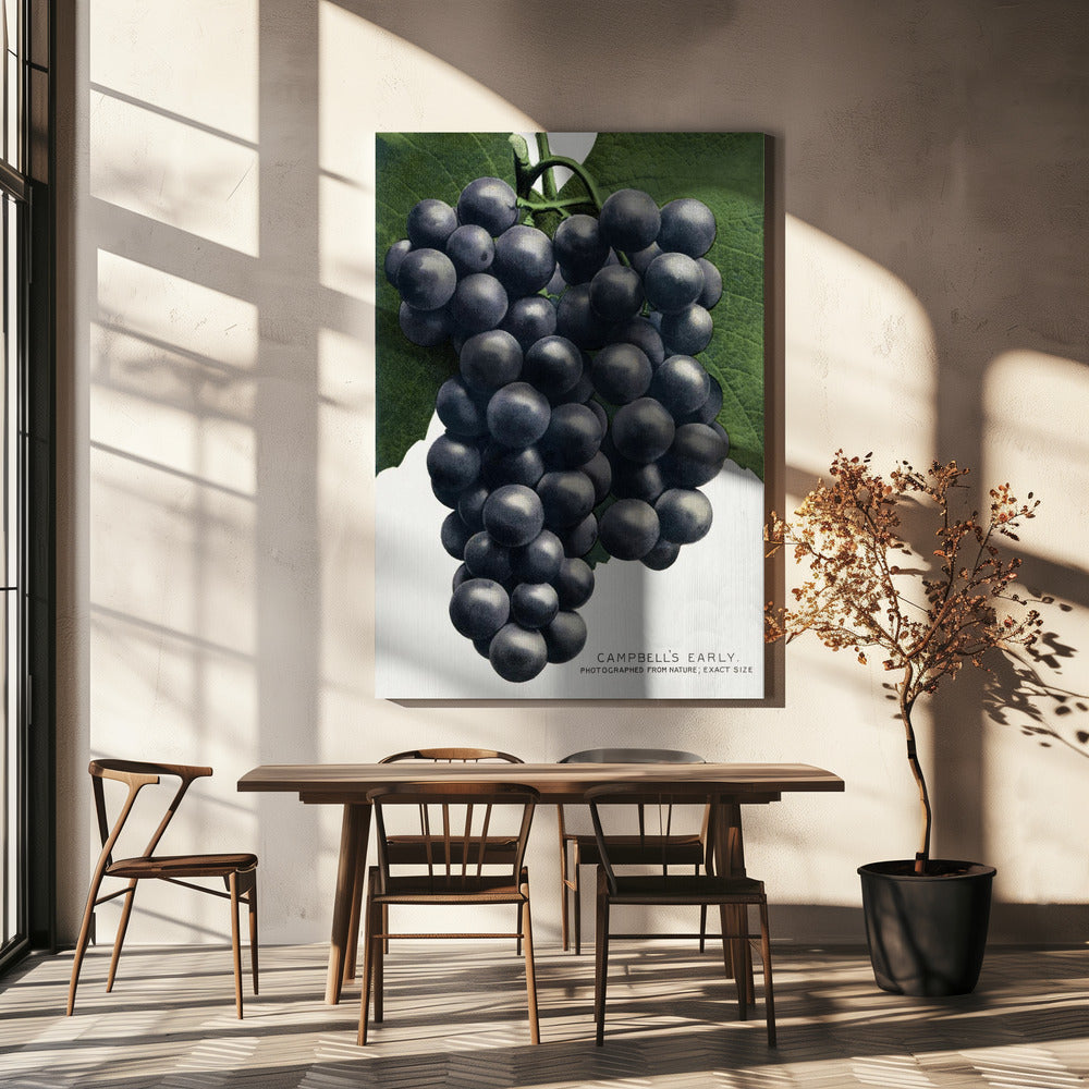 Campbell's Early Grape Lithograph | Canvas