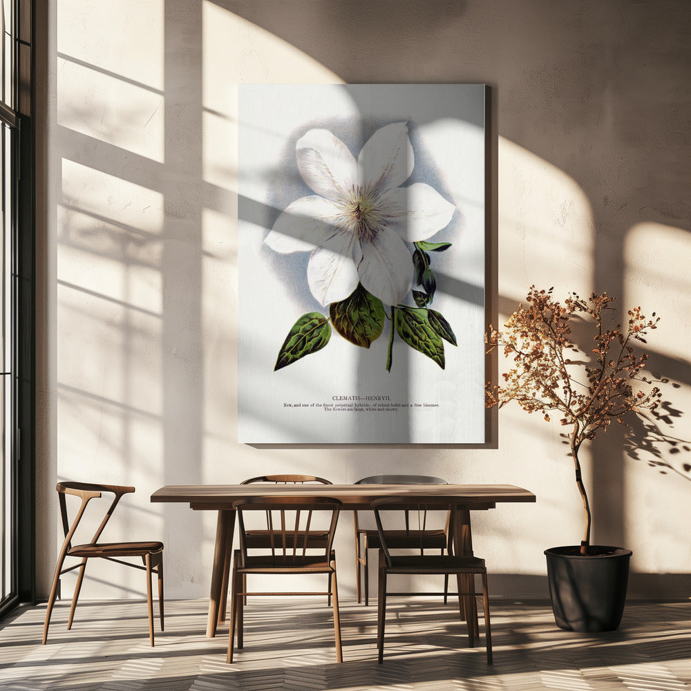Clematis Flower Lithograph | Canvas