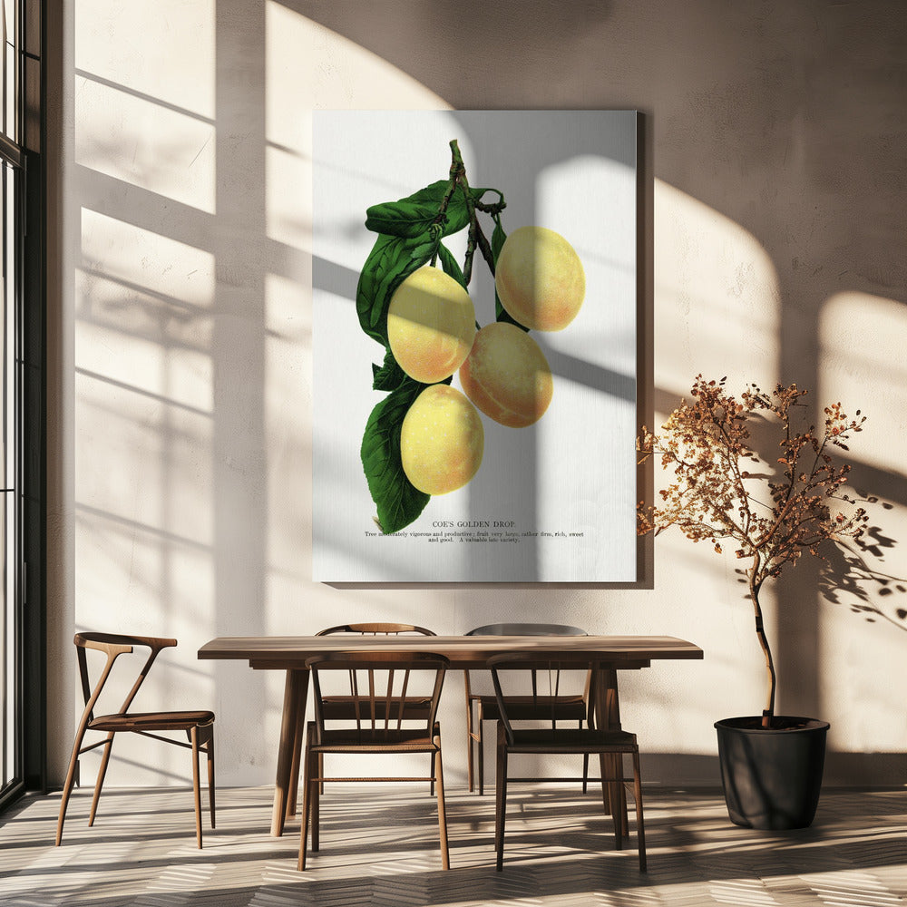 Coe's Golden Drop Plum Lithograph | Canvas