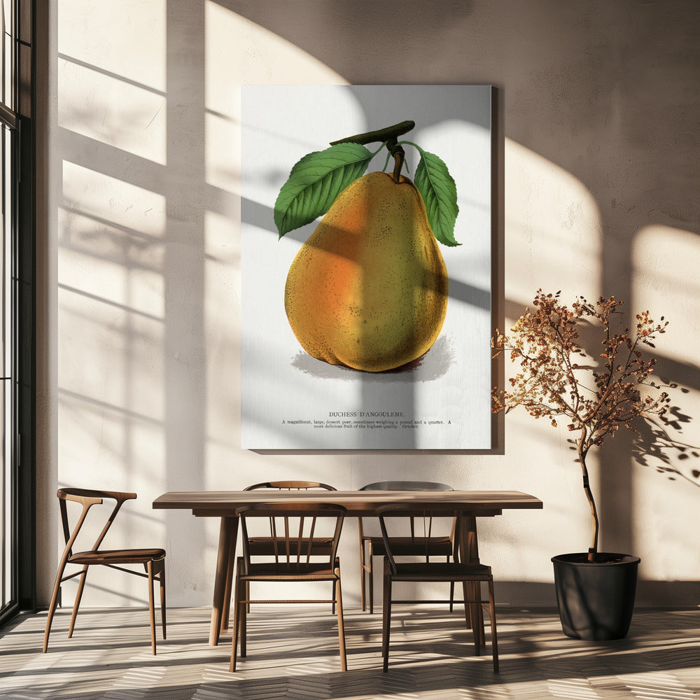 Duchess D'angouleme Pear Lithograph | Canvas