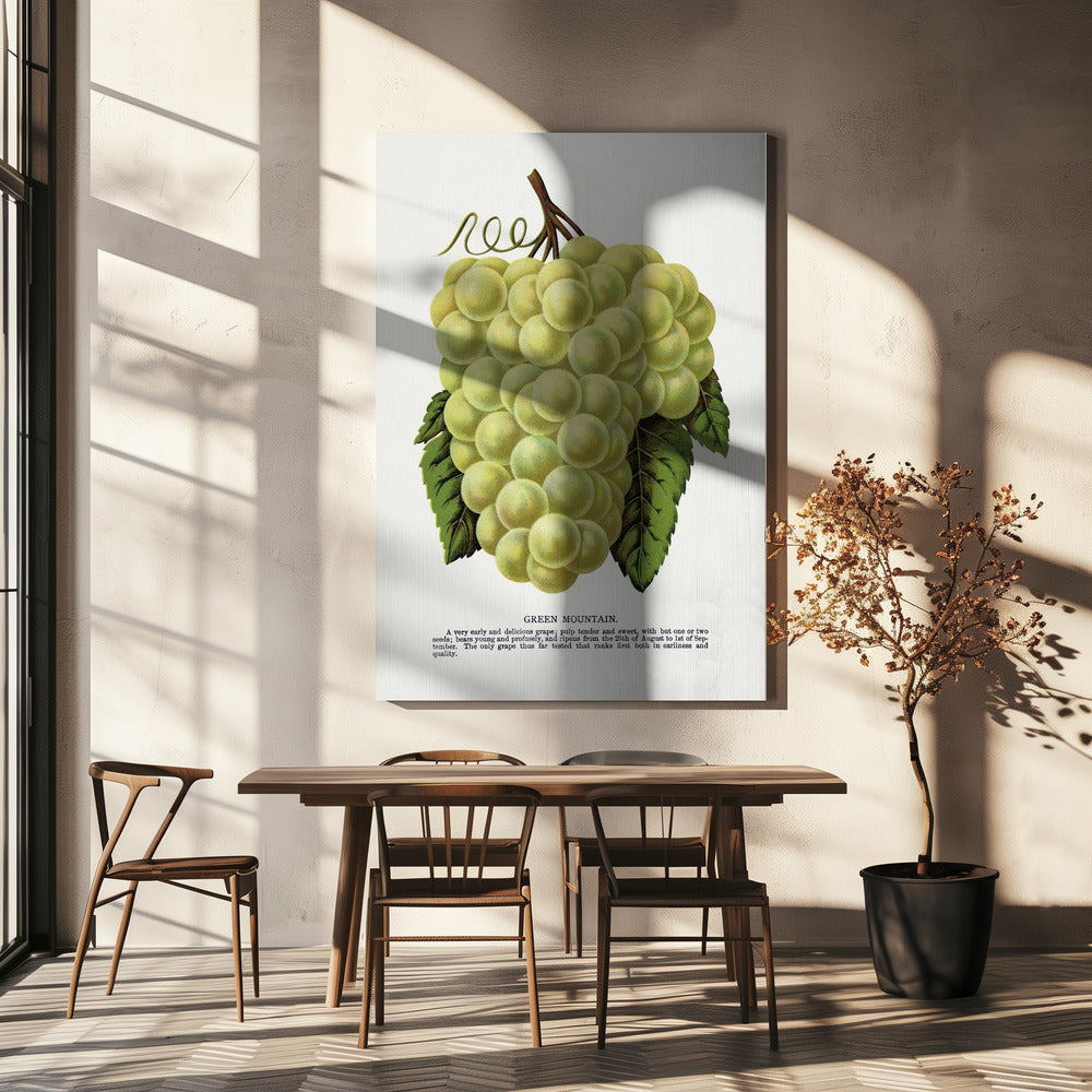 Green Mountain Grape Lithograph | Canvas