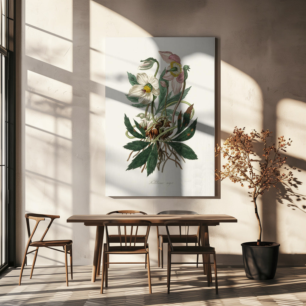 Christmas Rose (helleborus Niger)  Medical Botany | Canvas