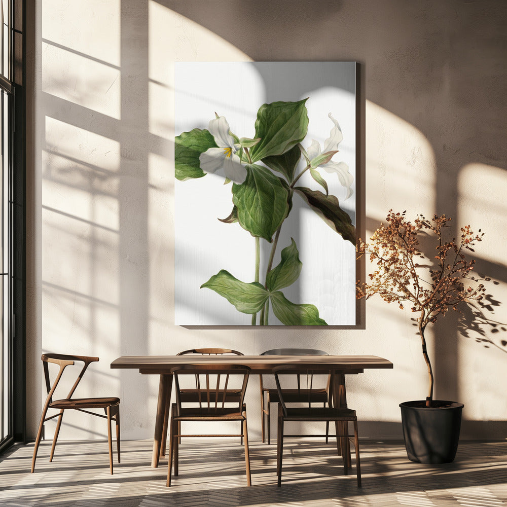 Large White Trillium | Canvas