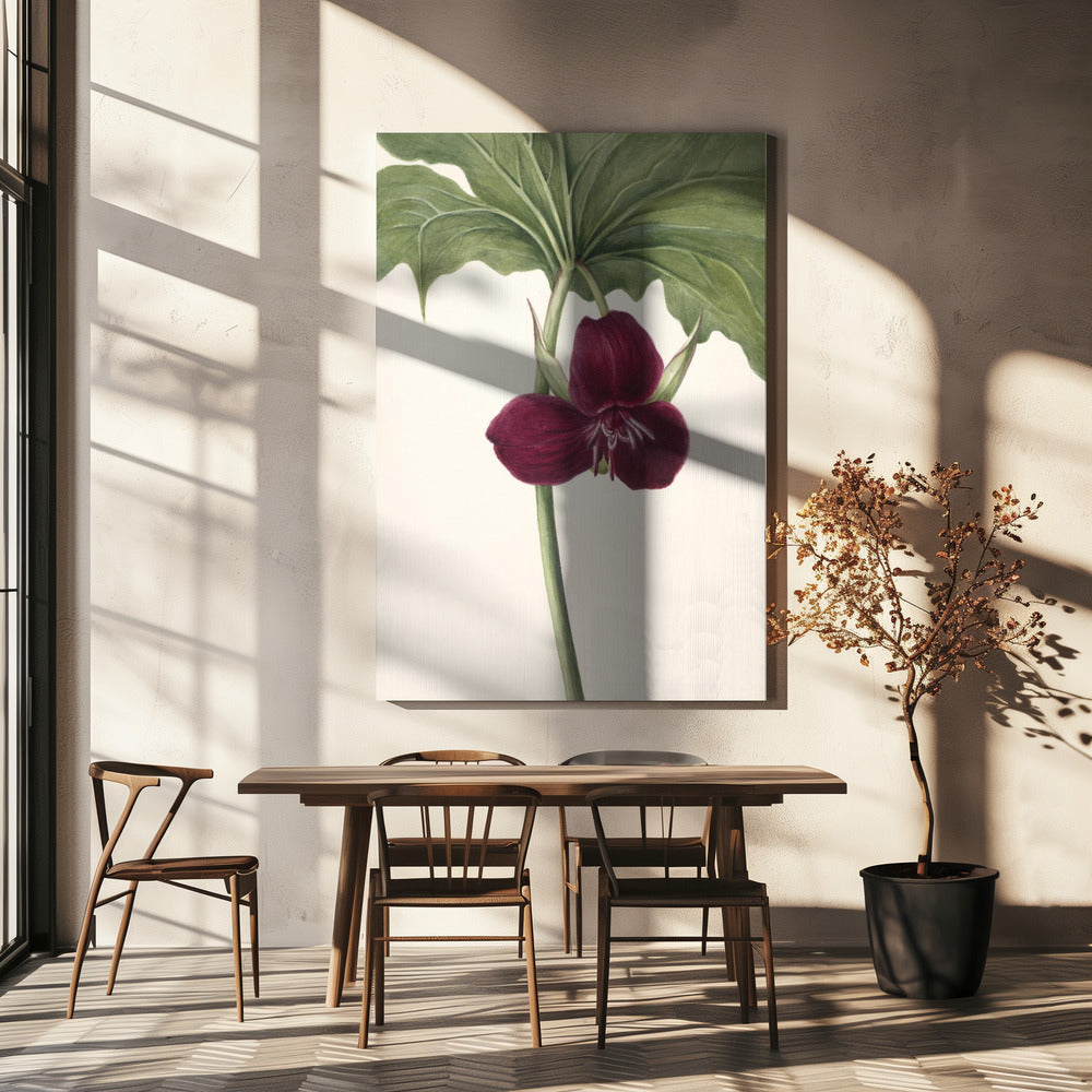 Sweet Trillium | Canvas