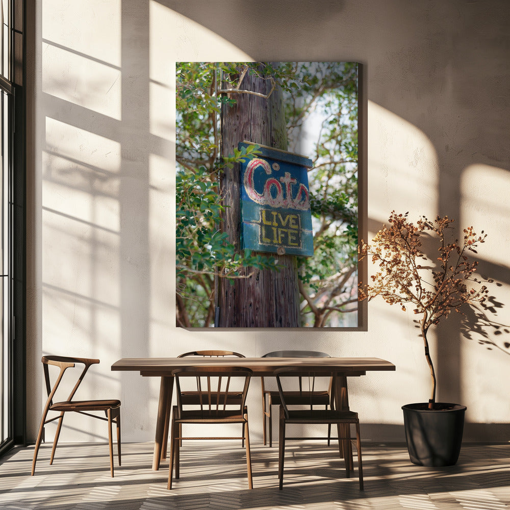 New Orleans Cats | Canvas