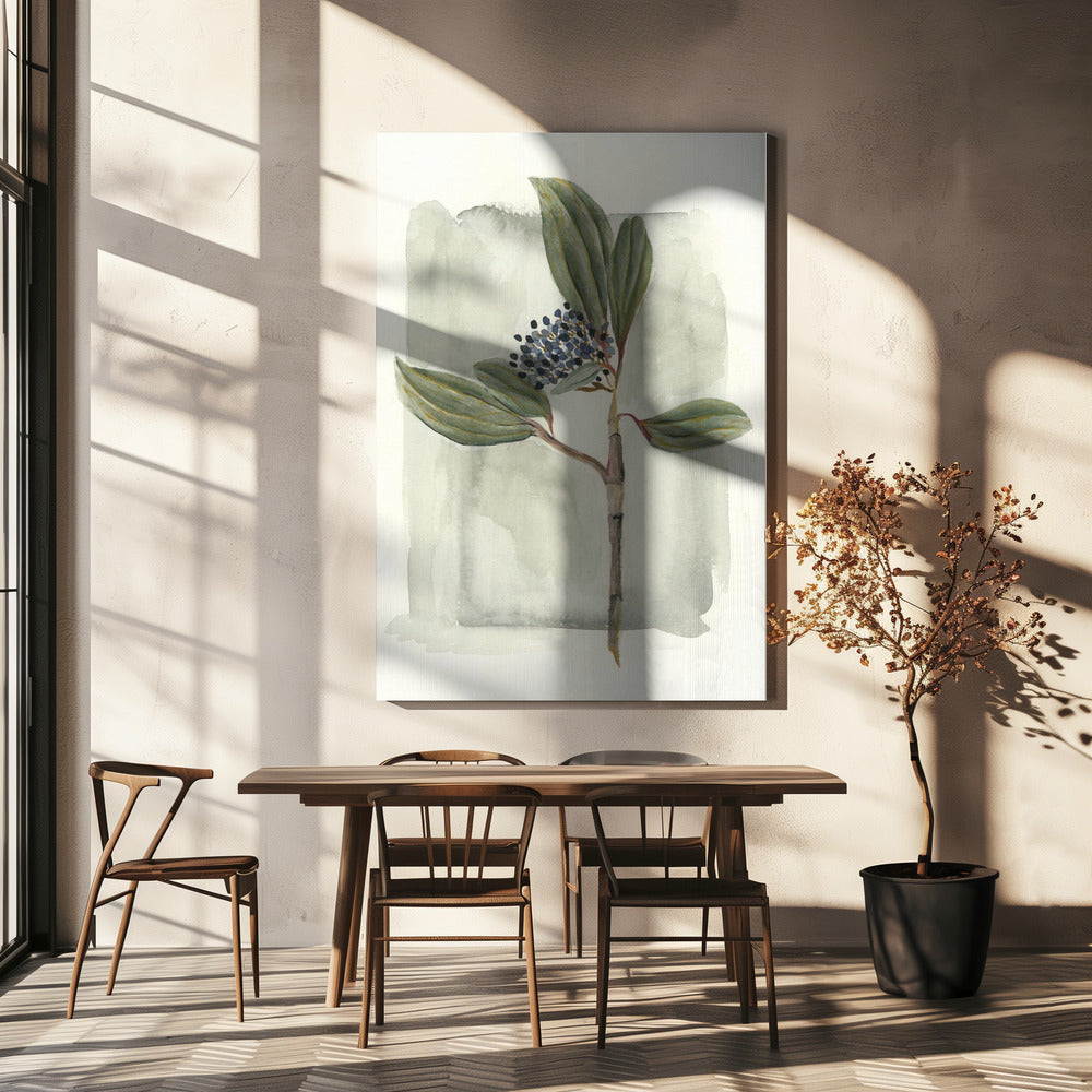 Viburnum davidii | Canvas