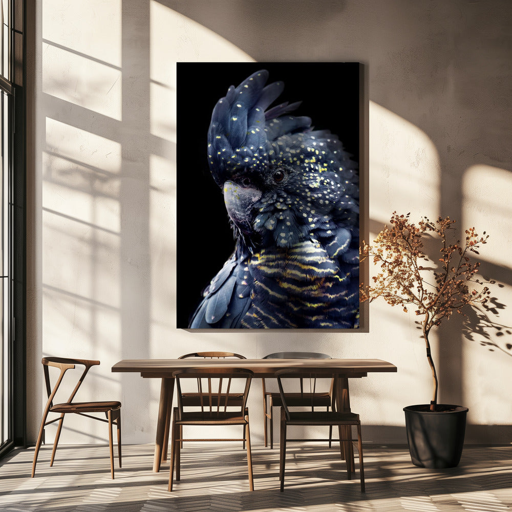 Blackcockatoo2 | Canvas