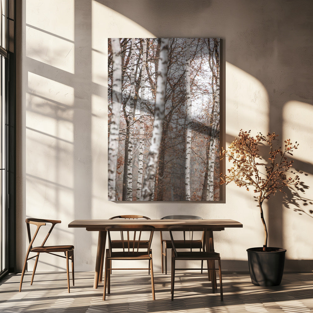 Birch Trees 6 | Canvas