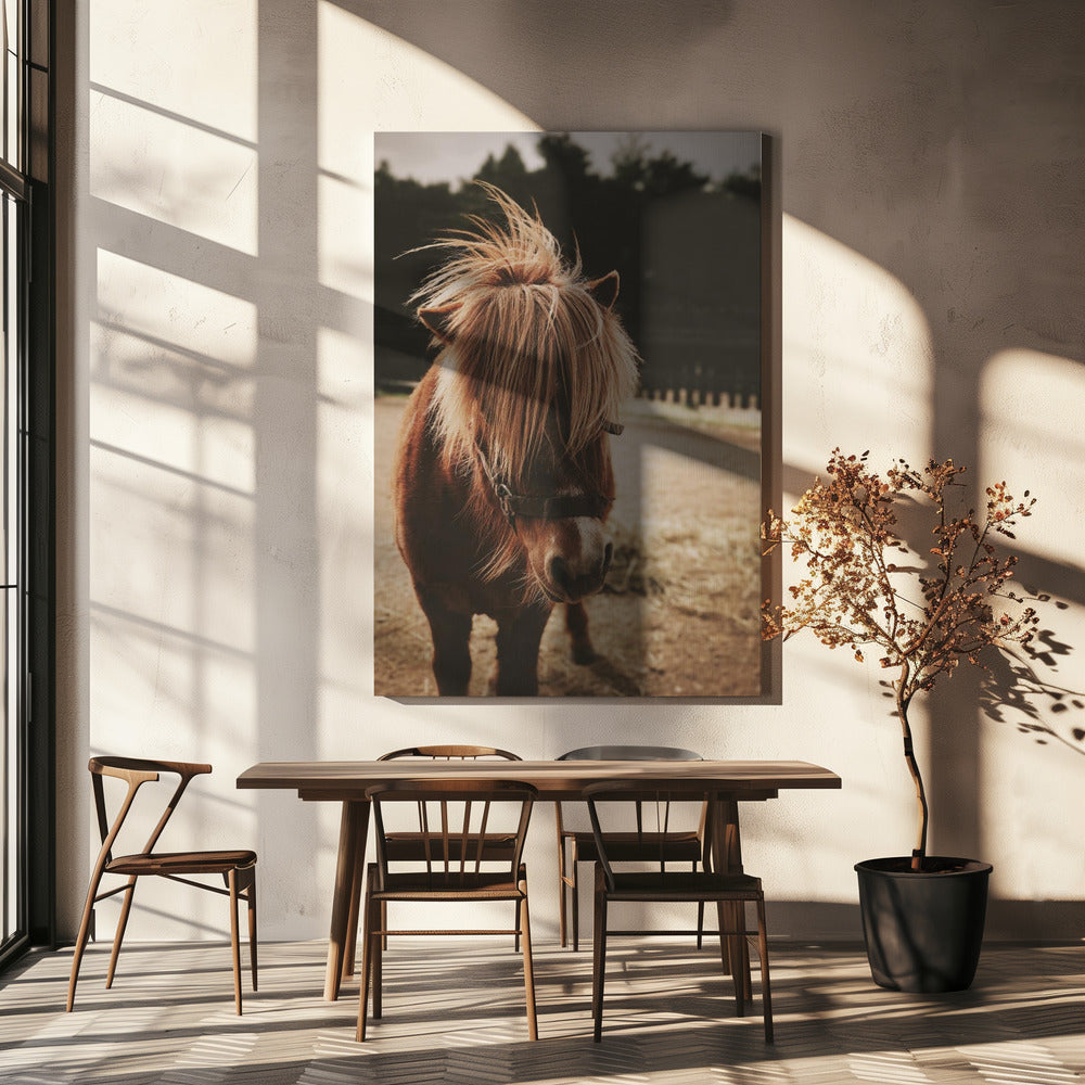 Pony with a Shaggy Mane | Canvas