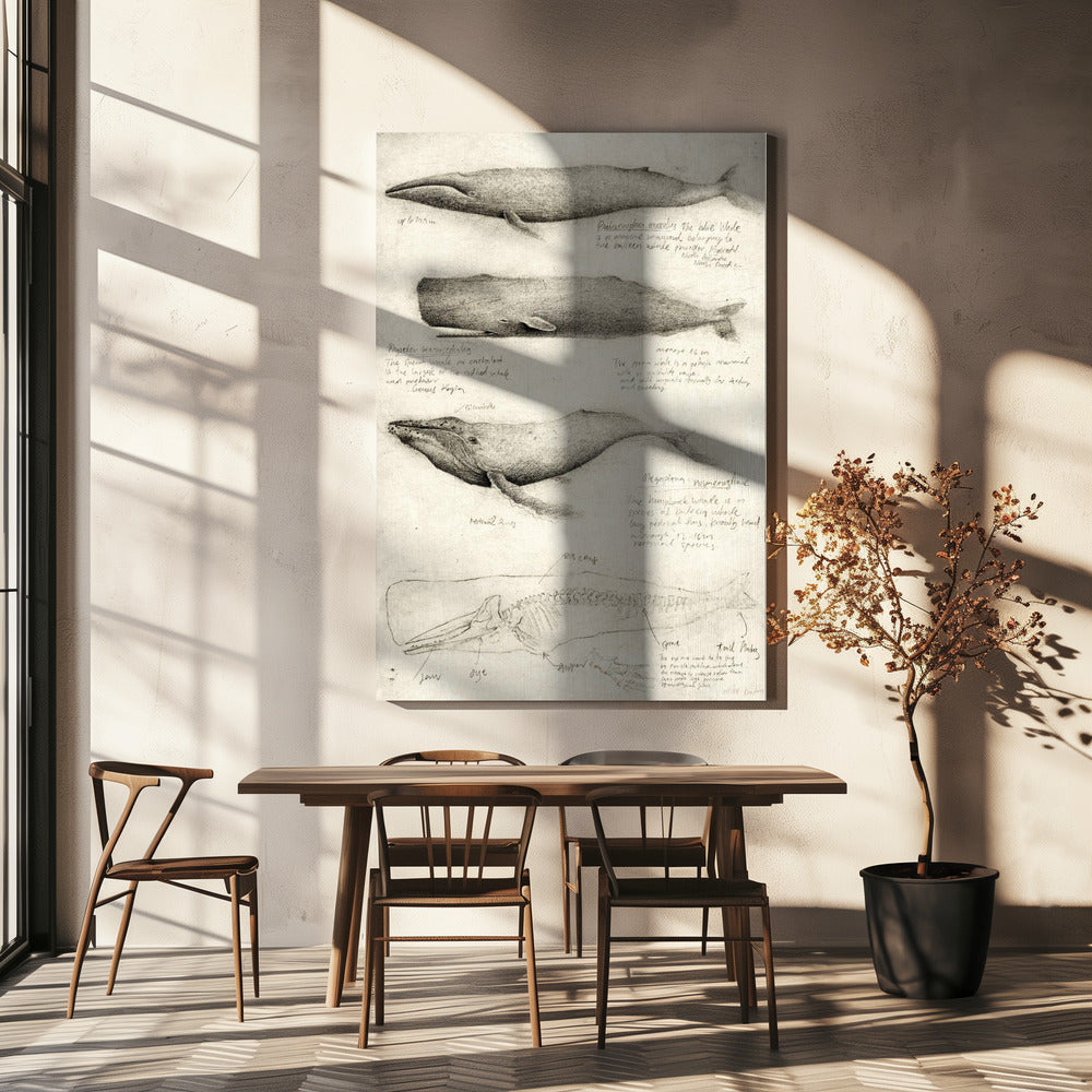 Sketches Of Various Whale | Canvas