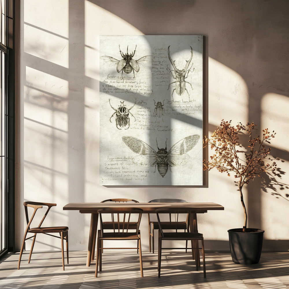 Sketches Of Beetles And Insects | Canvas