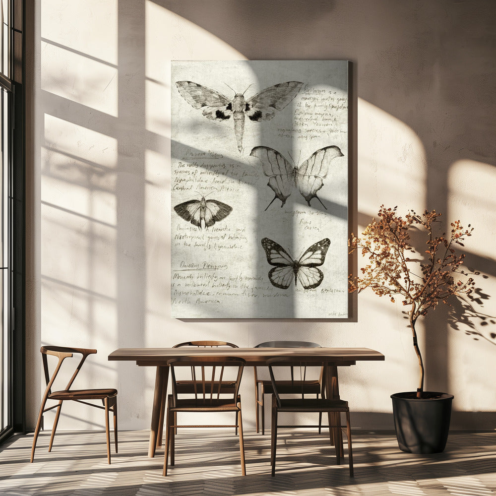 Butterfly Illustrations | Canvas