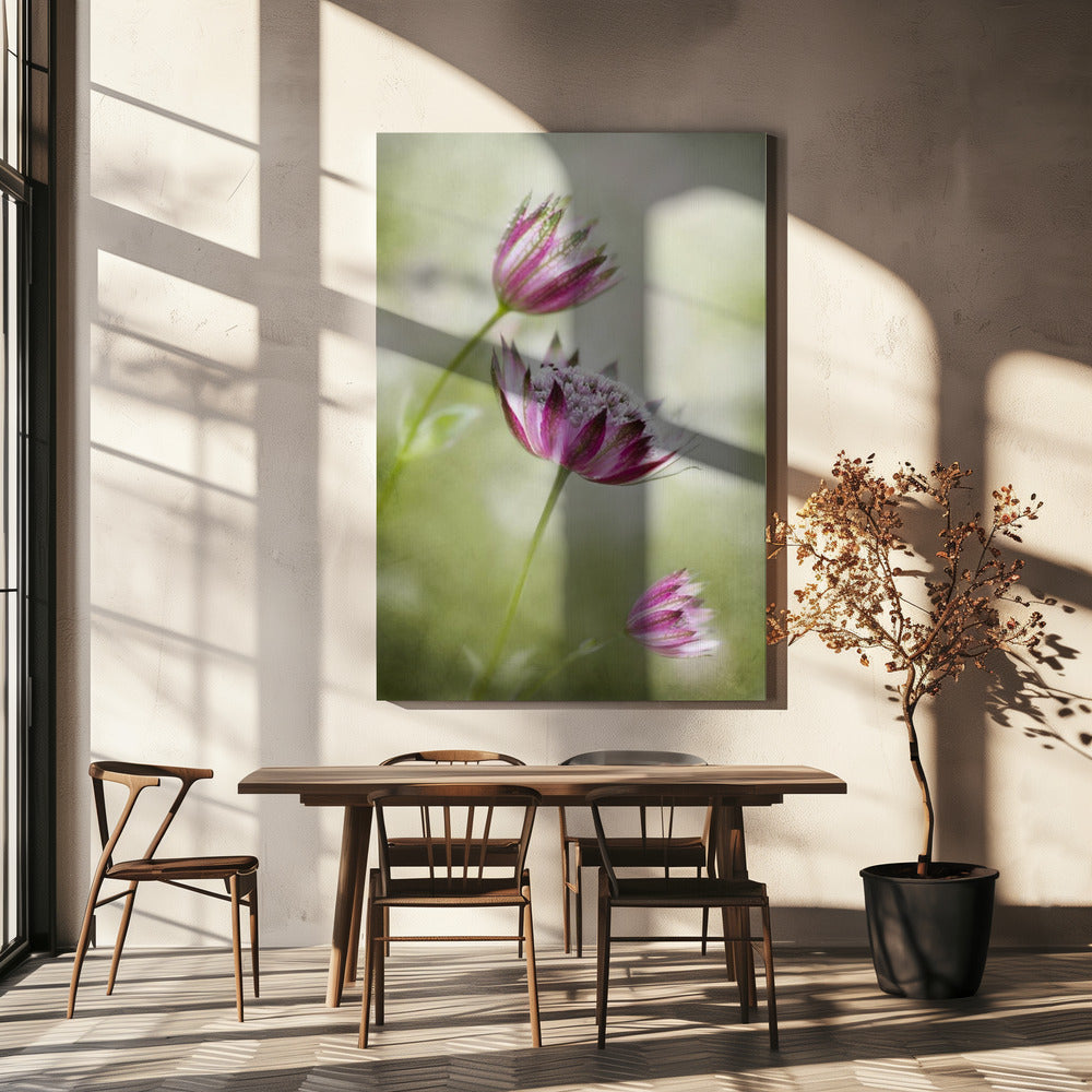 Astrantia | Canvas