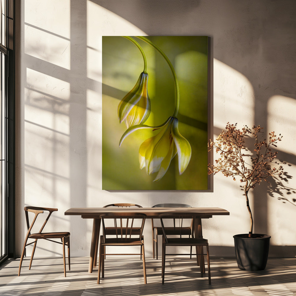 Tulipa | Canvas