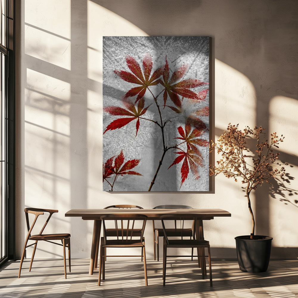 red maple | Canvas
