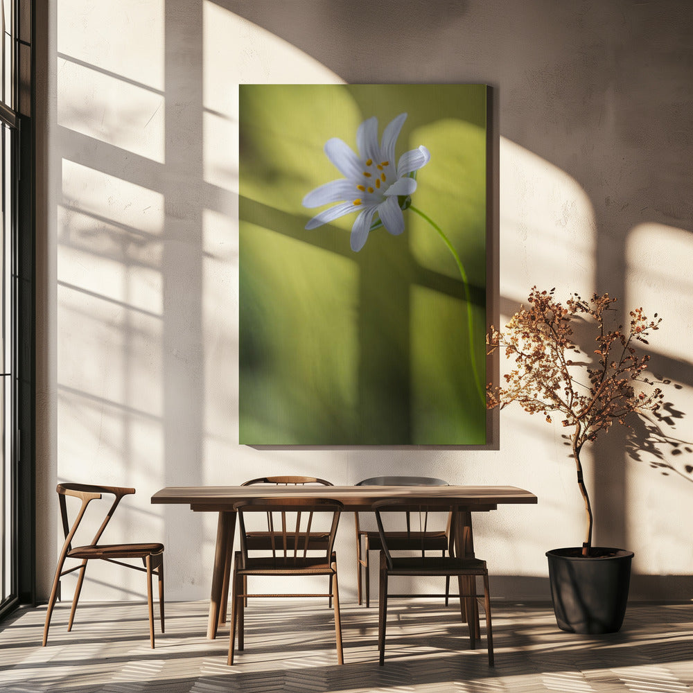 Stitchwort | Canvas