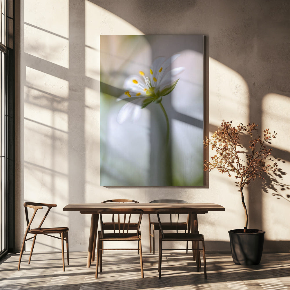 Stitchwort soft | Canvas