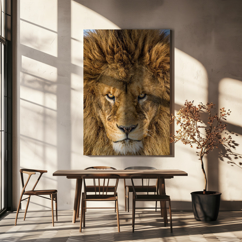 Serious Lion | Canvas