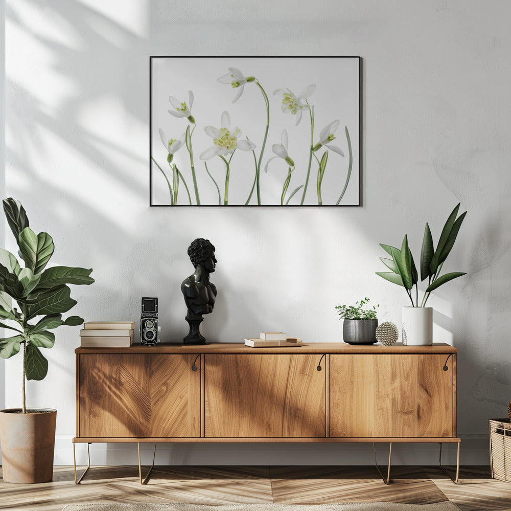 Spring Snowdrops | Poster