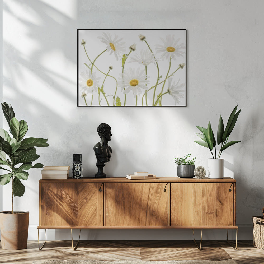 Ox eye Daisies | Poster
