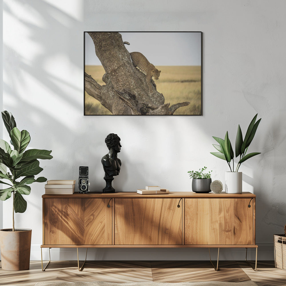 Leopard - Serengheti, Tanzania | Poster